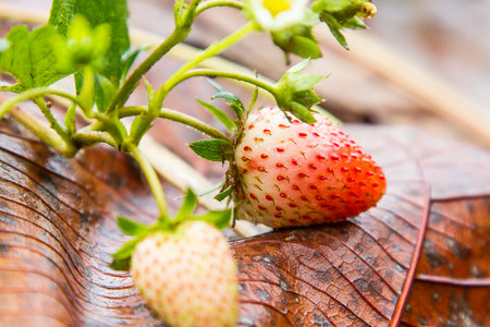 Strawberry Gardening still raw.の写真素材