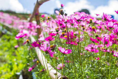 Cosmos flowers in the gardenの写真素材