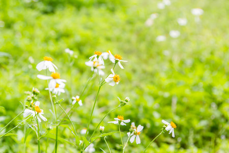 White flowersの写真素材