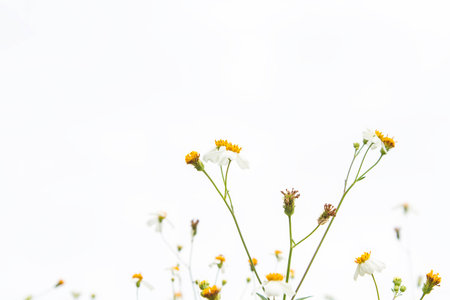 White flowersの写真素材