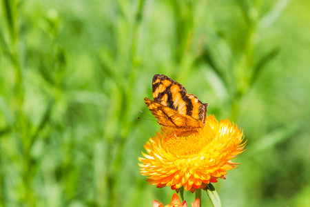 Butterfly on a flowerの写真素材