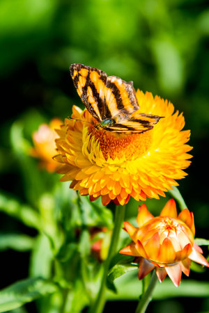 Butterfly on a flowerの写真素材