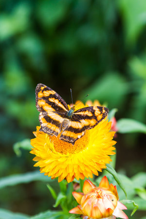 Butterfly on a flowerの写真素材