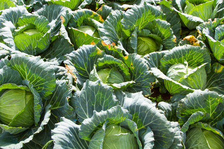 Garden Sprouts in Thailandの写真素材