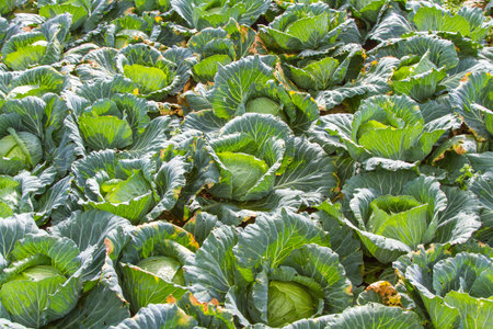 Garden Sprouts in Thailandの写真素材
