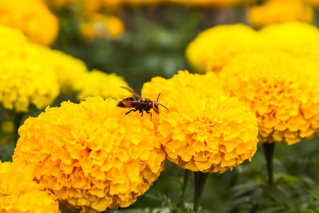 marigoldの写真素材