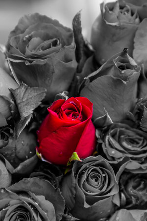 Standing out in a crowd red roseの写真素材