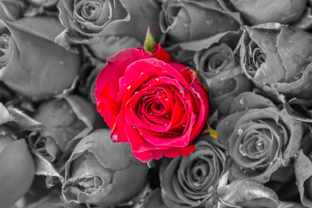 Standing out in a crowd red roseの写真素材