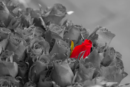 Standing out in a crowd red roseの写真素材