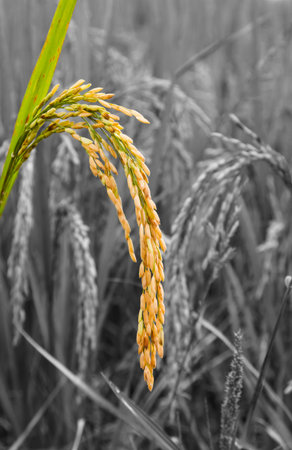 Thailand rice but black and white and color performance.の写真素材