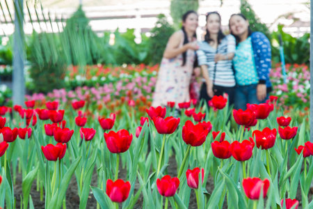 Red tulipsの写真素材
