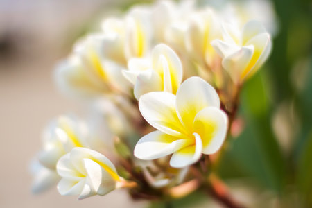 Plumeria of Thailandの写真素材
