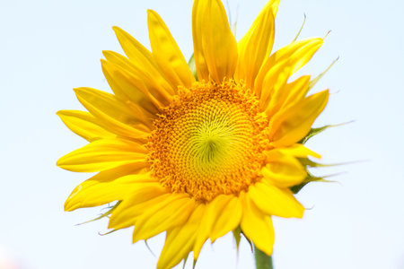 sunflowerの写真素材