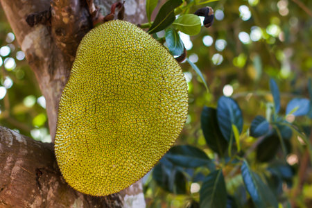 jack fruit juice Thailandの写真素材