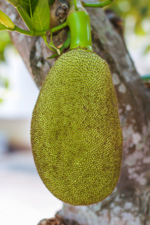 jack fruit juice Thailandの写真素材