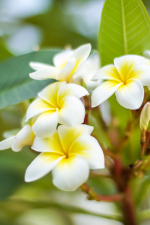 Plumeria of Thailandの写真素材