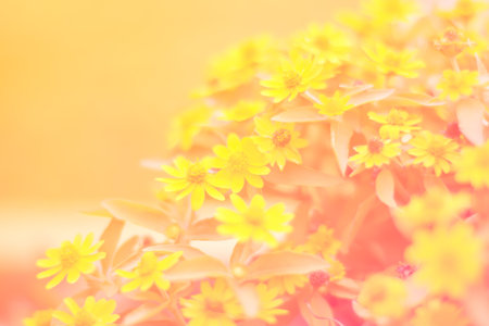 Soft focus blur of yellow flowers Thailand.