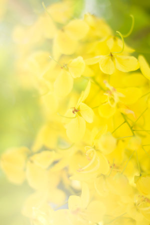 Soft focus blur of yellow flowers Thailand.の写真素材