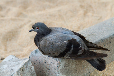 Dove is sitting on the pavement.の写真素材