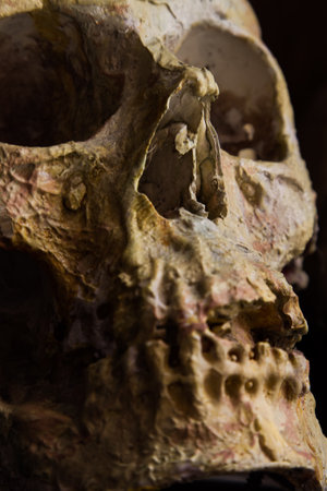 Skull in the shadows, something terrible and death.の写真素材