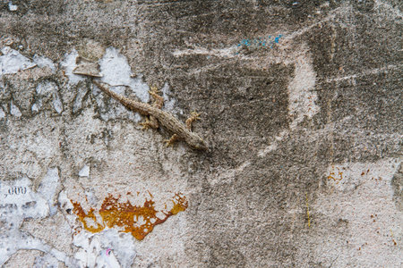 Wall background with lizard perched.の写真素材