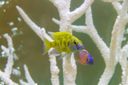 Beautiful fish in the aquarium.の写真素材