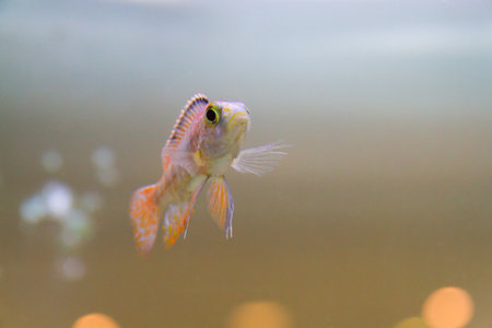 Beautiful fish in the aquarium.の写真素材