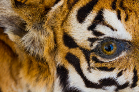 Tiger dangerous and scary.