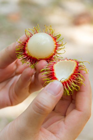 Thailand rambutan fruit is sweet and good health has been very popular.の写真素材