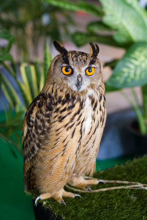 Owls are predators talented and beautiful.の写真素材