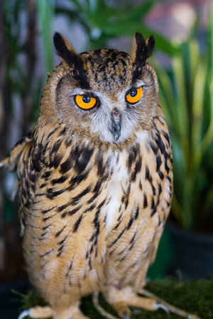 Owls are predators talented and beautiful.の写真素材
