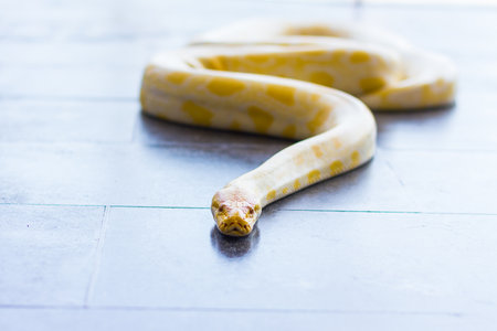 Yellow boa is a beautiful animal, but awesome.