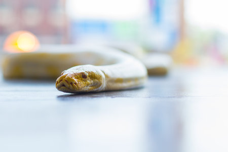 Yellow boa is a beautiful animal, but awesome.の写真素材