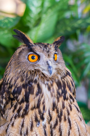 Owls are predators talented and beautiful.の写真素材