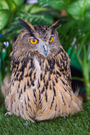 Owls are predators talented and beautiful.の写真素材