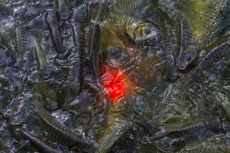 Many fish as food The popularの写真素材