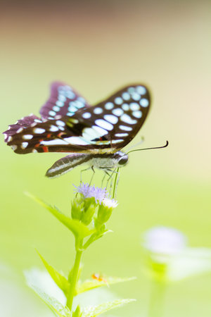 Beautiful butterfly Completely naturalの写真素材