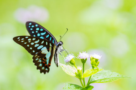 Beautiful butterfly Completely naturalの写真素材