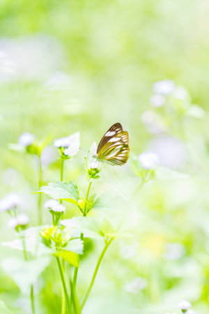 Beautiful butterfly Completely naturalの写真素材