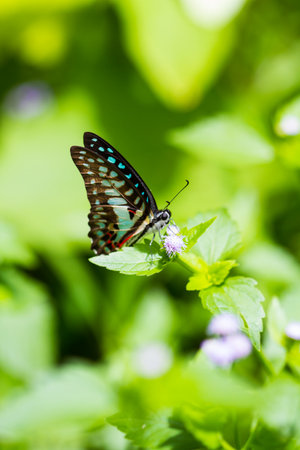 Beautiful butterfly Completely naturalの写真素材