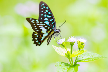 Beautiful butterfly Completely naturalの写真素材