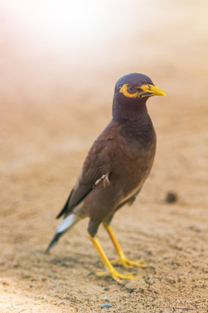 The birds in the wild and freewheeling.