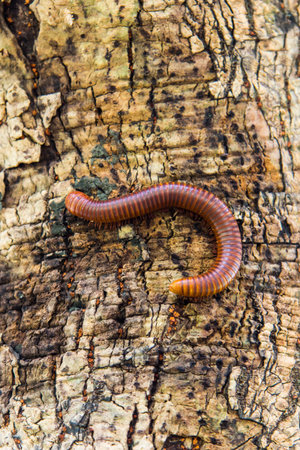 Millipedes are on the boil in the forest.の写真素材