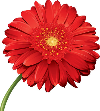 Gerbera Daisyのイラスト素材