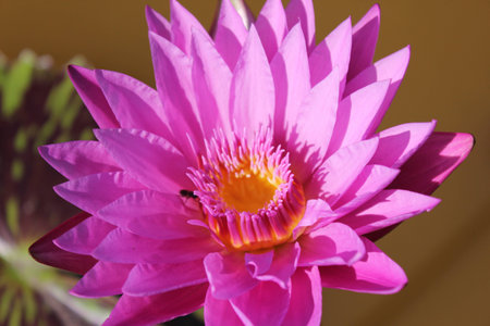 pink lotusの写真素材