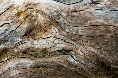 woodsの写真素材
