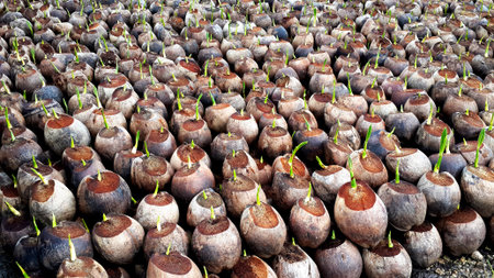 Coconutの写真素材