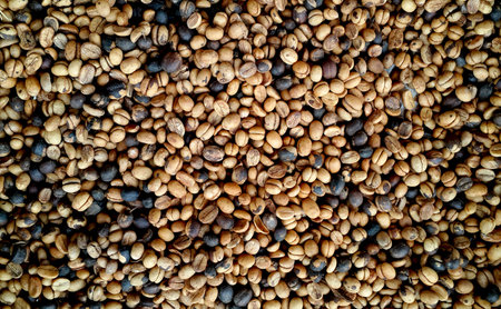 Milletの写真素材