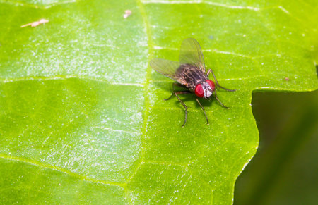 Close up Housefly on green leafの写真素材