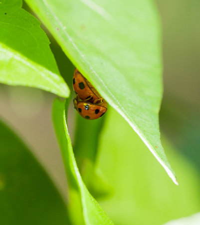 Macro of Ladybug breeding on green leafの写真素材